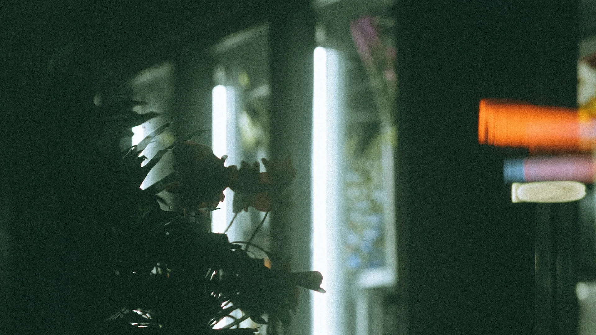 A plant silhouetted beside bright windows and soft reflections in a green interior.